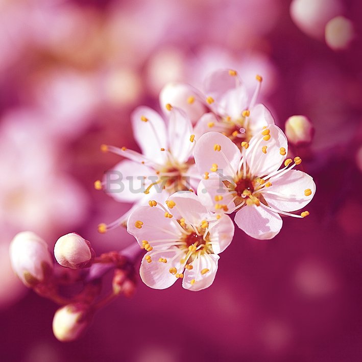 Slika na platnu - Ros Berryman, Plum Blossom