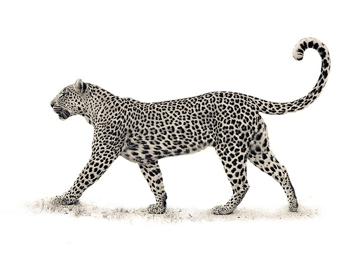 Slika na platnu - Mario Moreno, The Leopard