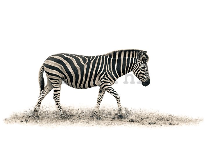 Slika na platnu - Mario Moreno, The Zebra