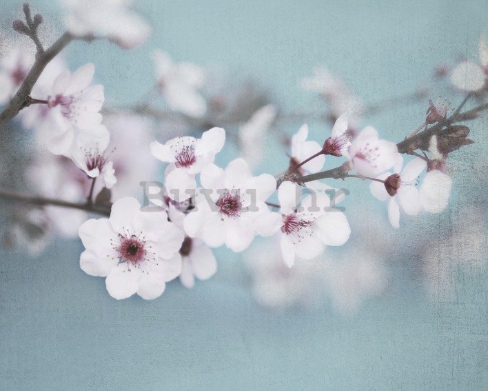 Slika na platnu - Shana Rae, Plum Blossom