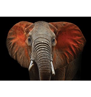 Vlies foto tapeta: Slon (detalj) - 184x254 cm