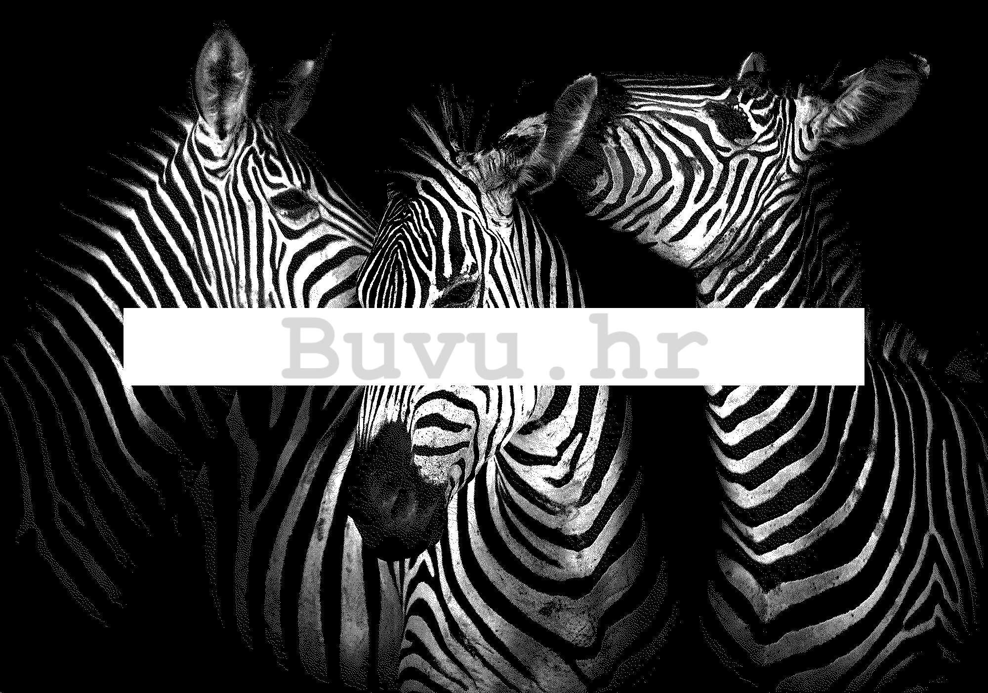 Vlies foto tapeta: Zebry (4) - 184x254 cm