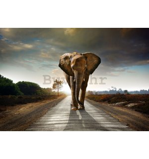 Vlies foto tapeta: Slon (4) - 184x254 cm