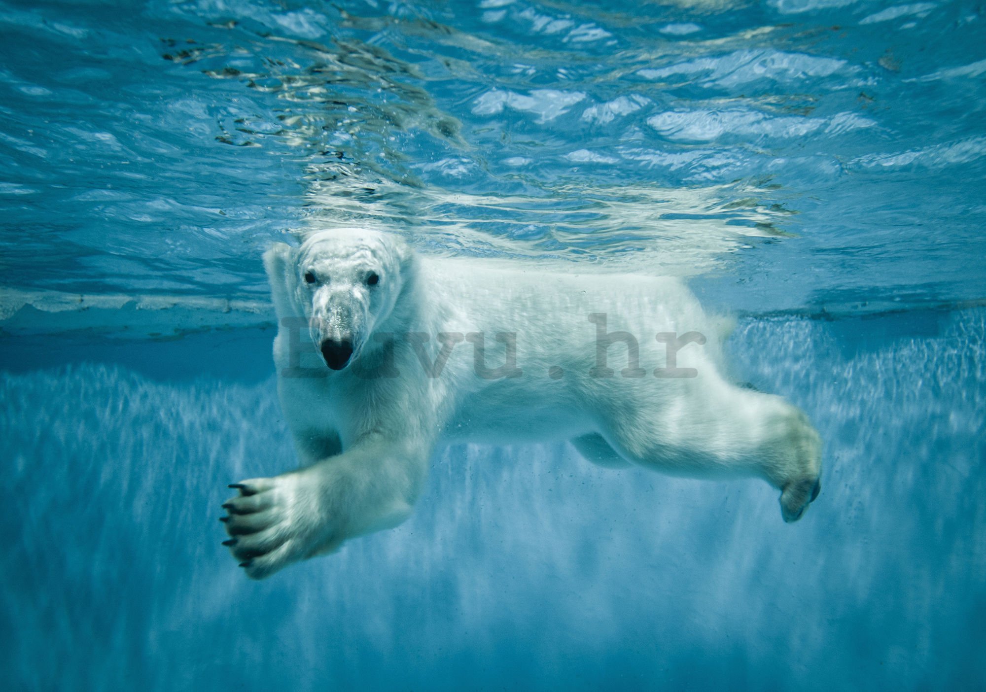 Vlies foto tapeta: Polarni medvjed (1) - 254x368 cm