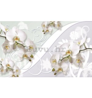 Foto tapeta: Bijela orhideja (uzorak) - 254x368 cm