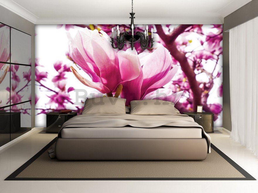 Foto tapeta: Ružičasta magnolija - 184x254 cm