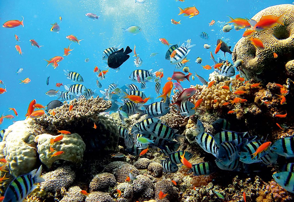 Foto tapeta: Koraljni greben - 184x254 cm
