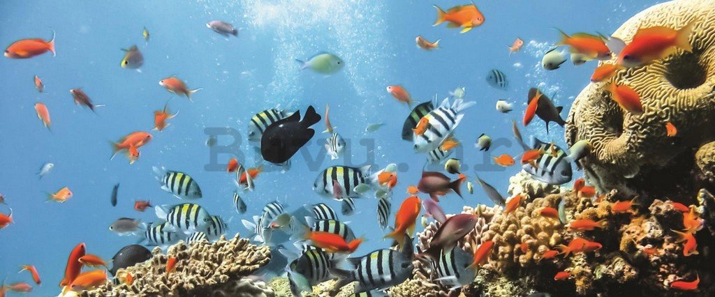 Foto tapeta: Koraljni greben - 104x250 cm