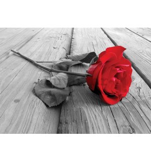 Foto tapeta: Crvena ruža - 184x254 cm