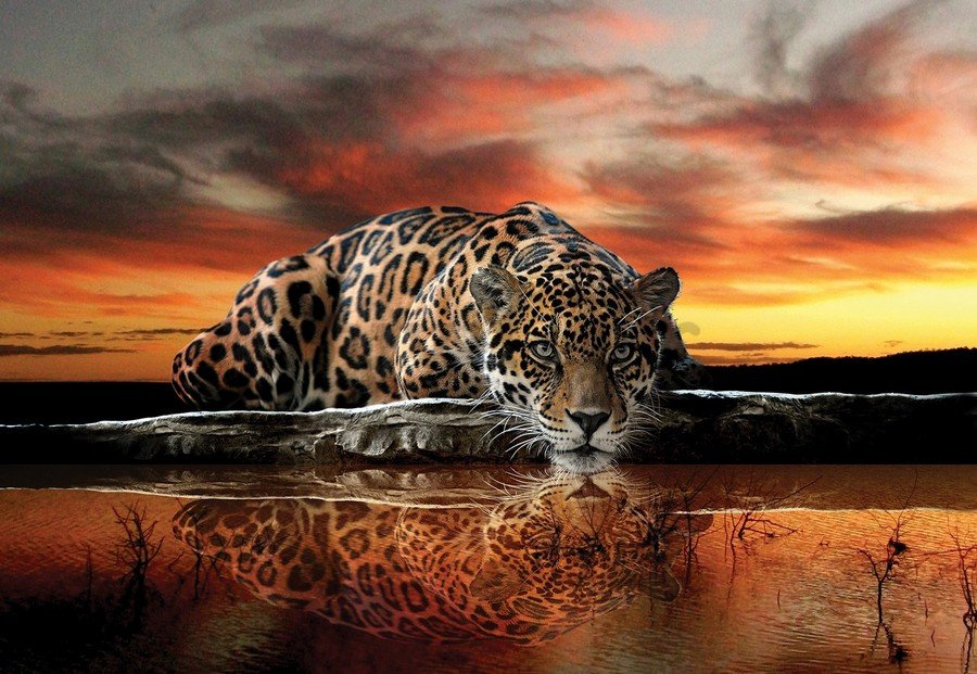 Foto tapeta Vlies: Jaguar - 184x254 cm