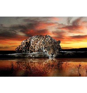 Foto tapeta Vlies: Jaguar - 184x254 cm