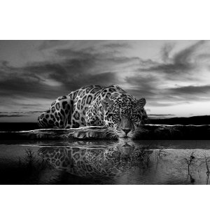 Foto tapeta: Jaguar (crno-bijeli) - 104x152,5 cm