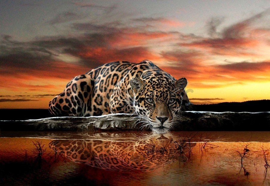 Slika na platnu: Jaguar - 75x100 cm