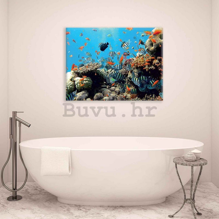 Slika na platnu: Koraljni greben - 75x100 cm