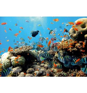Slika na platnu: Koraljni greben - 75x100 cm