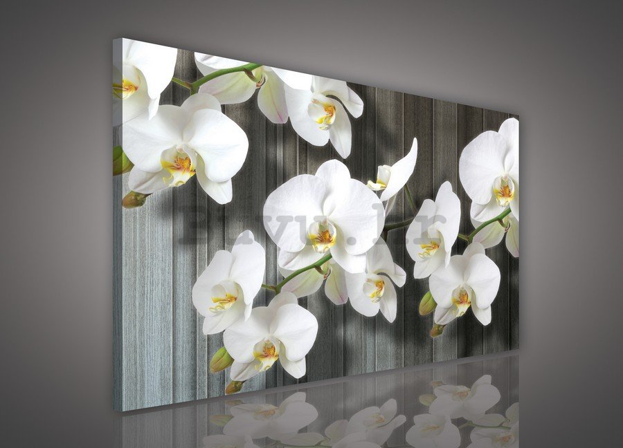 Slika na platnu: Bijela orhideja (3) - 75x100 cm