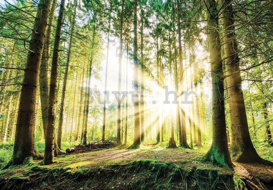 Foto tapeta Vlies: Sunce u šumi (2) - 254x368 cm