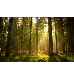 Foto tapeta Vlies: Izlazak sunca u šumi - 254x368 cm