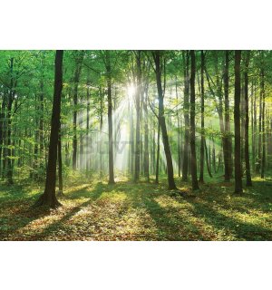 Foto tapeta Vlies: Sunce u šumi (3) - 254x368 cm