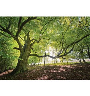 Foto tapeta Vlies: Sunce u šumi (5) - 184x254 cm