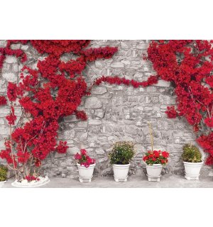 Foto tapeta Vlies: Crveni cvjetni zid - 184x254 cm