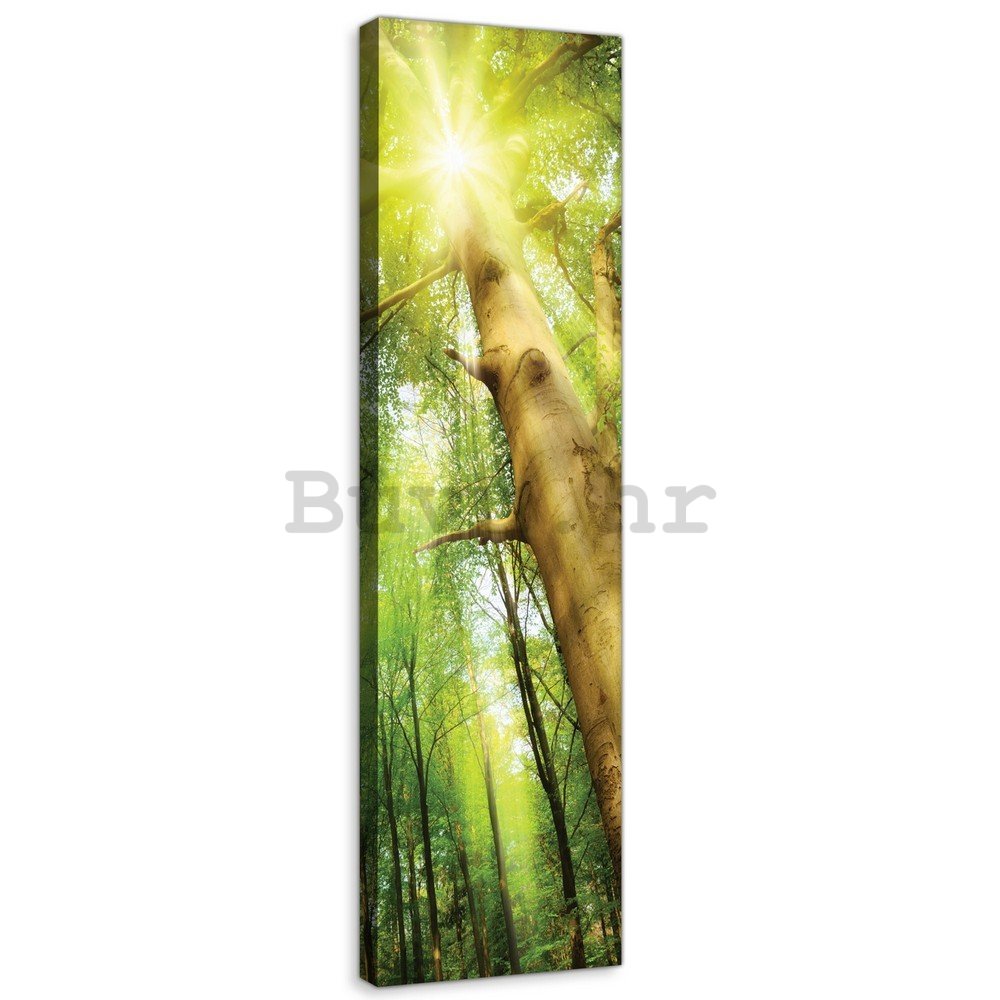 Slika na platnu: Sunce u šumi (1) - 145x45 cm