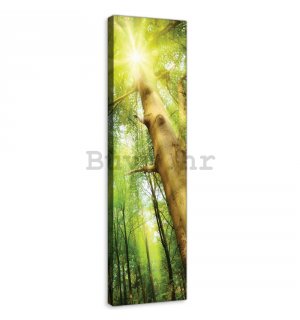 Slika na platnu: Sunce u šumi (1) - 145x45 cm
