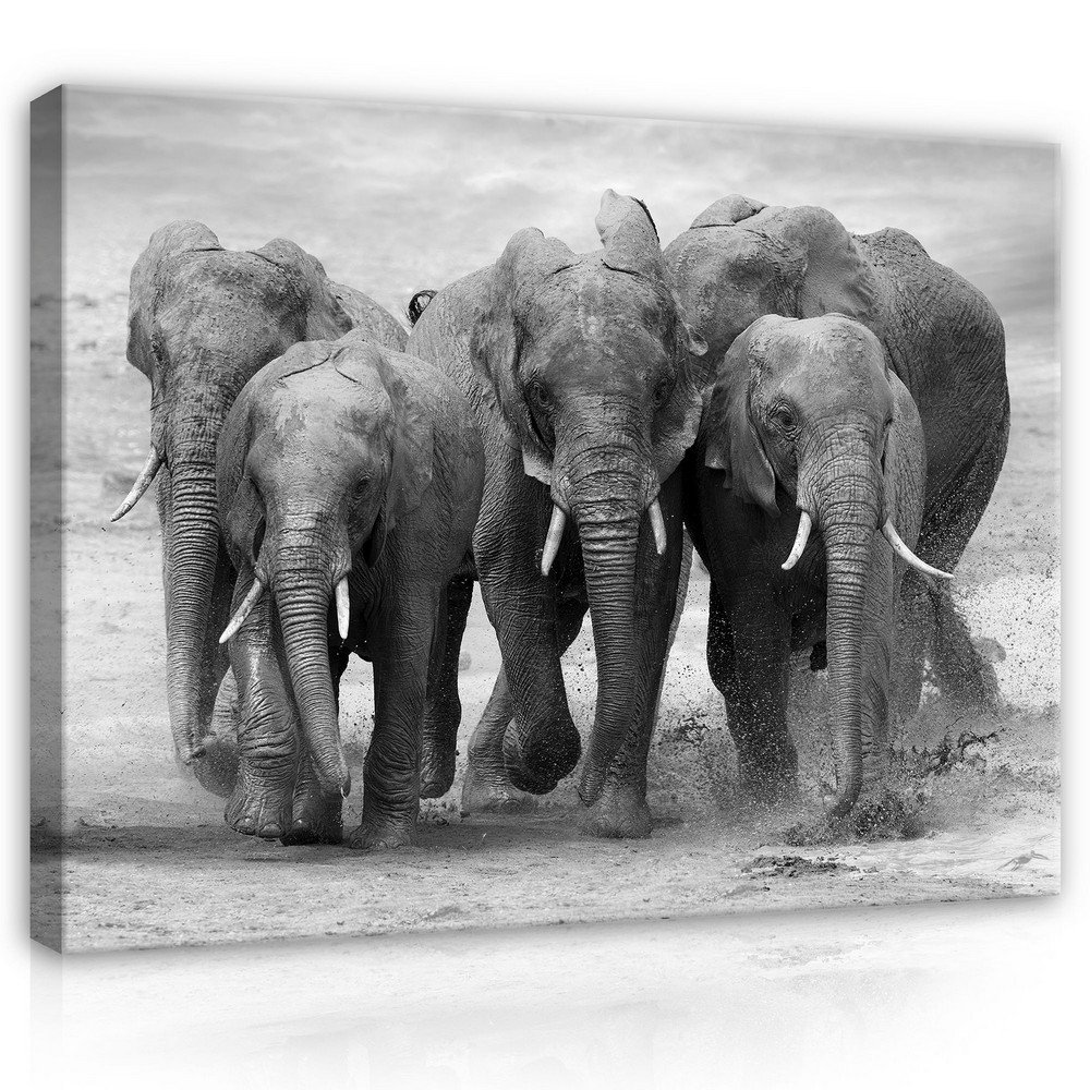 Slika na platnu: Slonovi - 75x100 cm