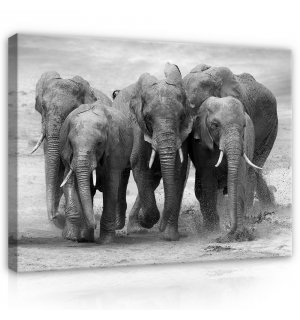 Slika na platnu: Slonovi - 75x100 cm