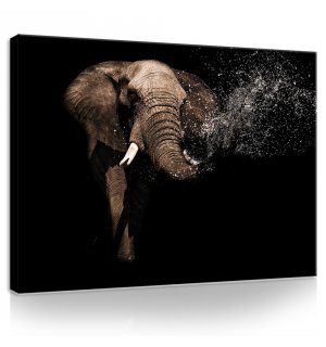 Slika na platnu: Slon (3) - 75x100 cm