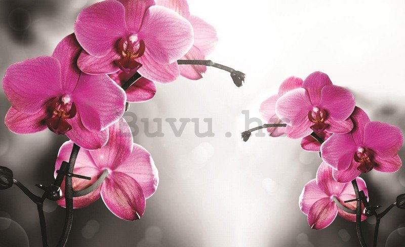 Foto tapeta: Orhideja na sivoj pozadini - 254x368 cm