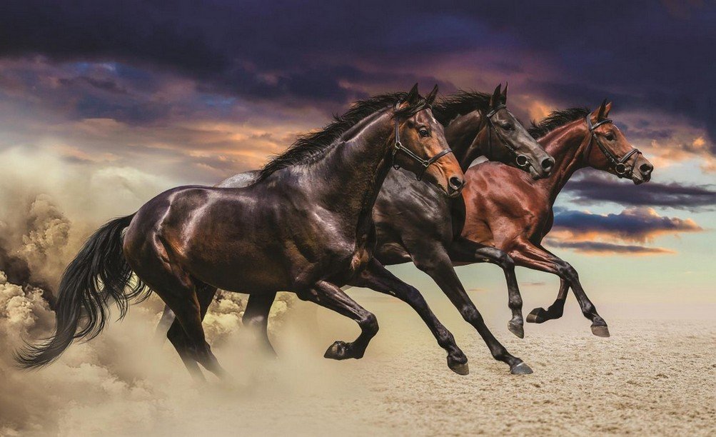 Foto tapeta: Galopirajući konji - 184x254 cm