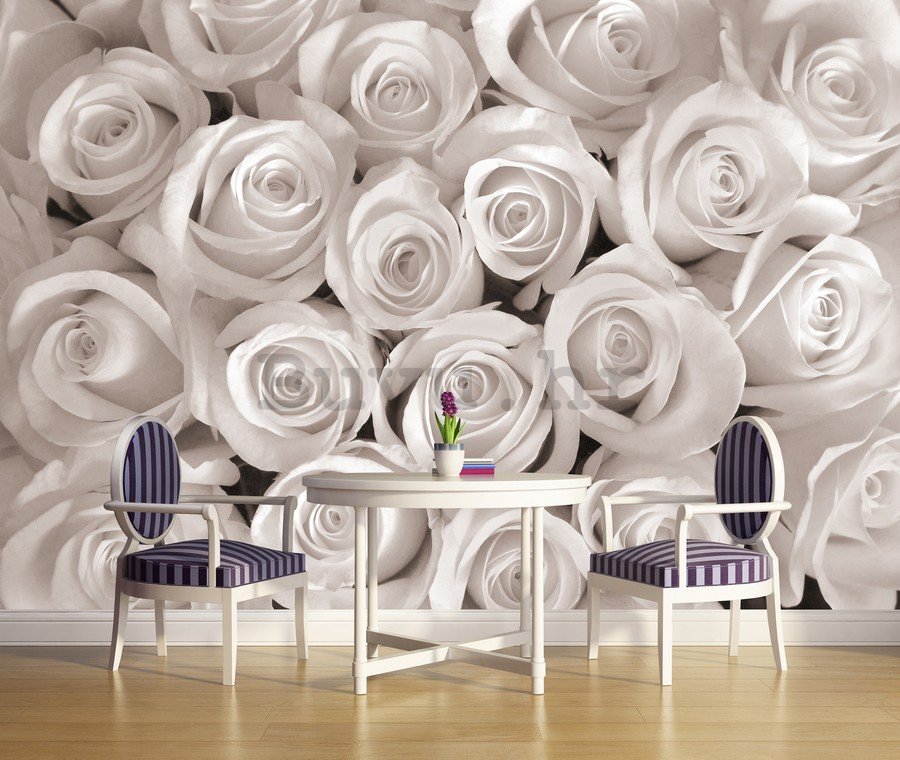 Foto tapeta Vlies: Bijela ruža - 254x368 cm
