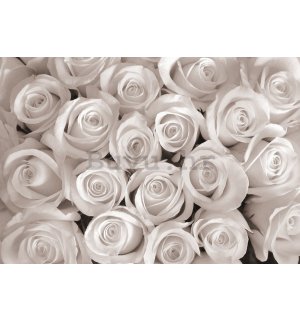 Foto tapeta Vlies: Bijela ruža - 254x368 cm