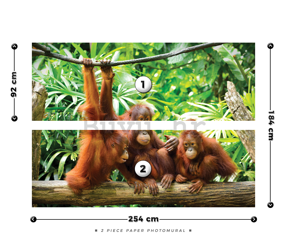 Foto tapeta: Orangutani - 184x254 cm