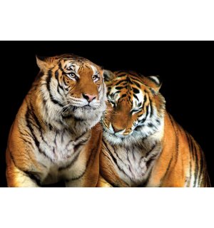 Foto tapeta: Dva tigra - 184x254 cm