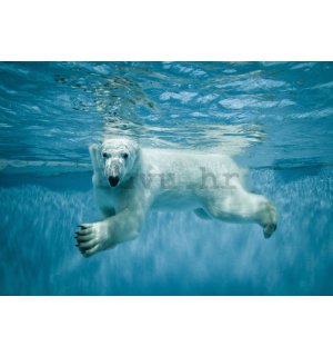 Vlies foto tapeta: Polarni medvjed (1) - 184x254 cm