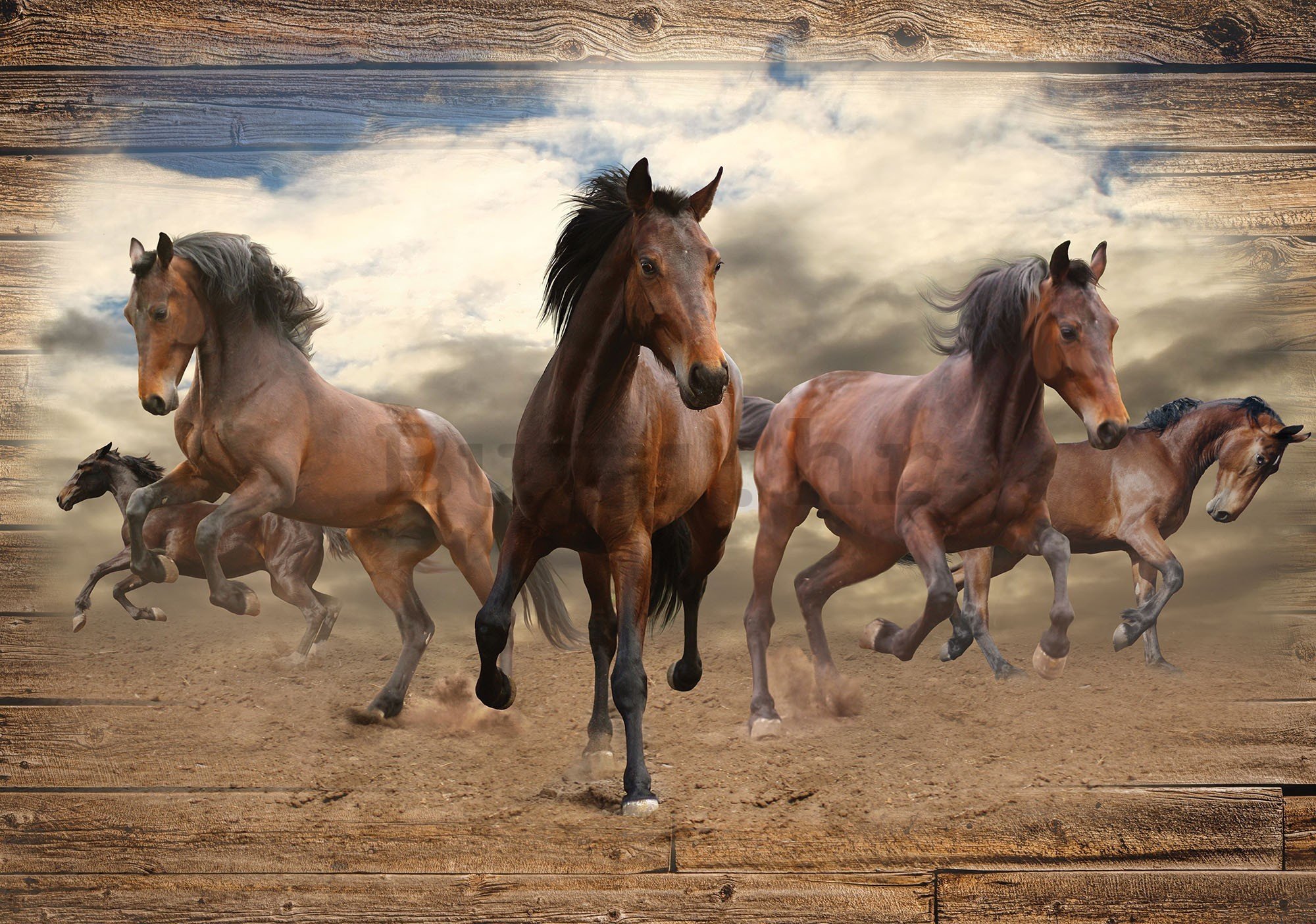 Vlies foto tapeta: Konji (3) - 416x254 cm