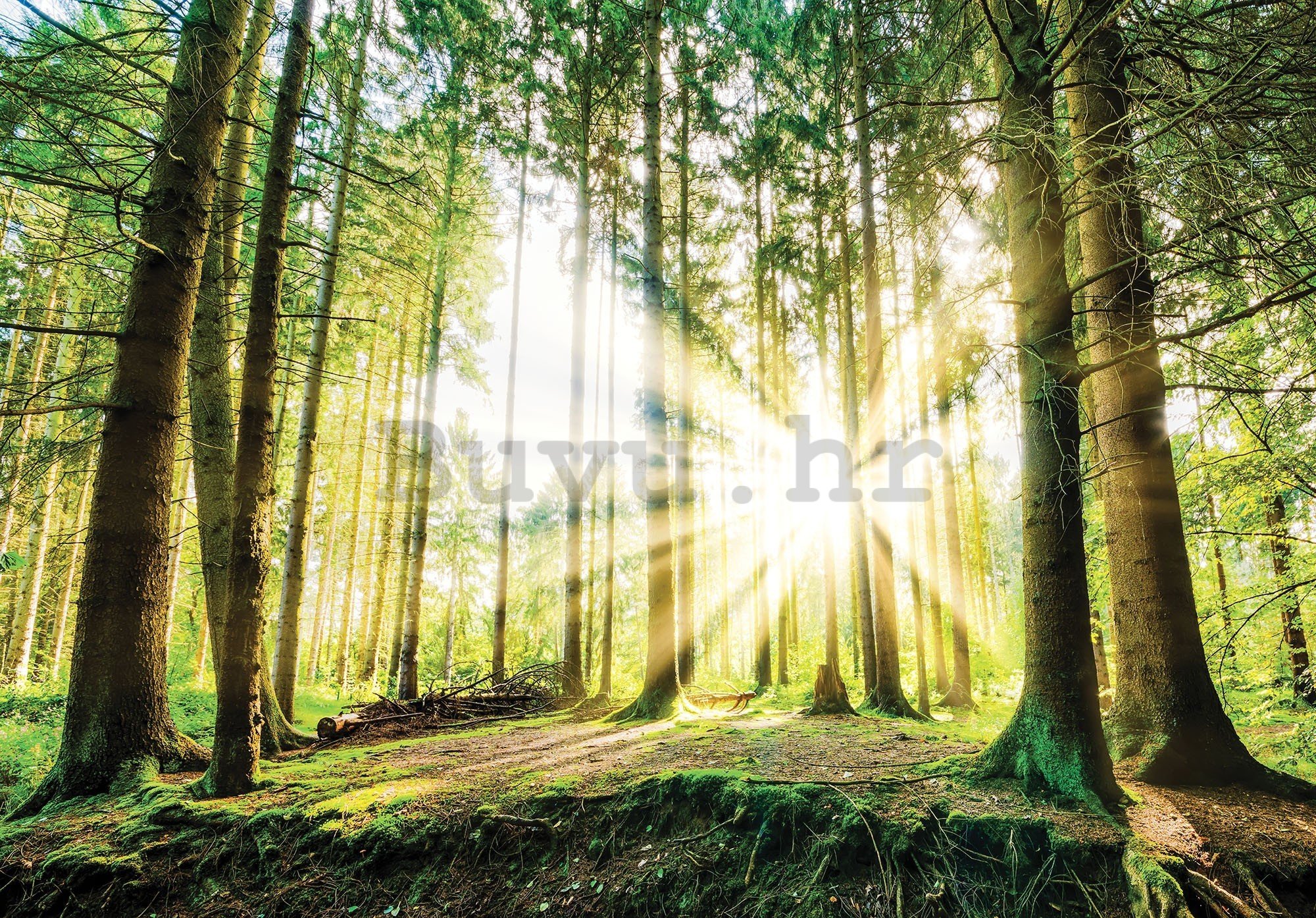 Vlies foto tapeta: Sunce u šumi (2) - 416x254 cm