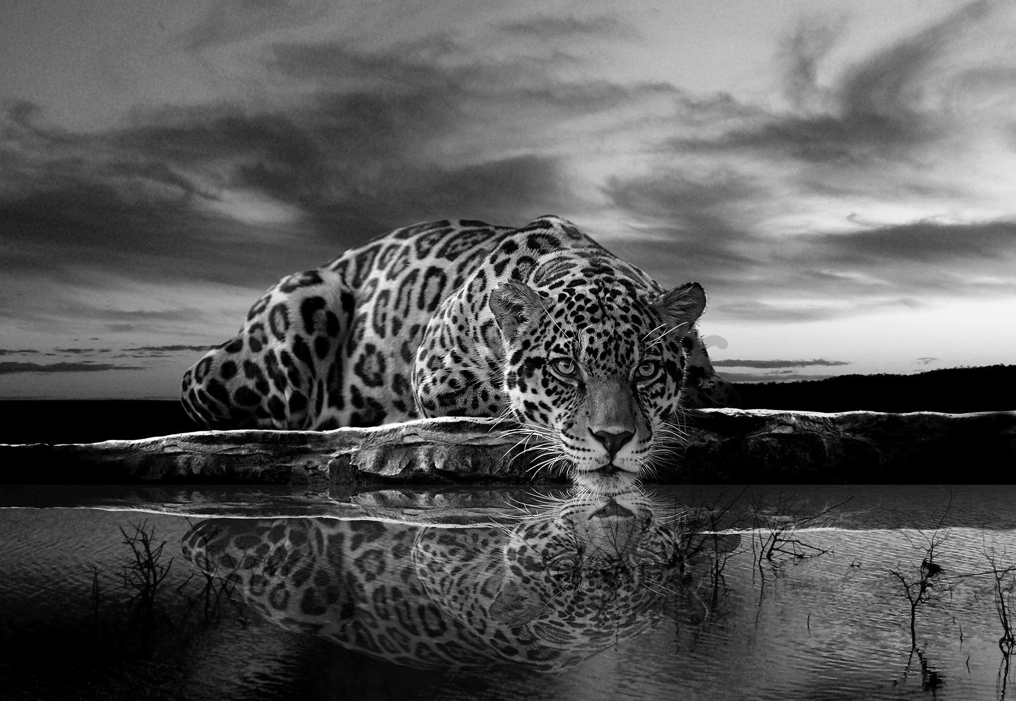 Vlies foto tapeta: Jaguar (crno-bijeli) - 416x254 cm