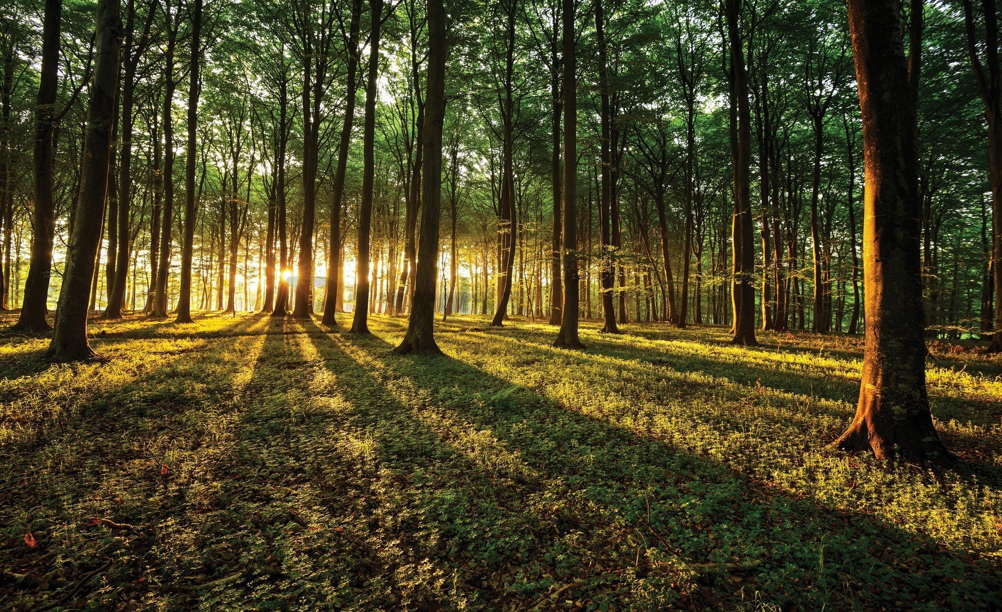 Vlies foto tapeta: Zalazak sunca u šumi - 416x254 cm