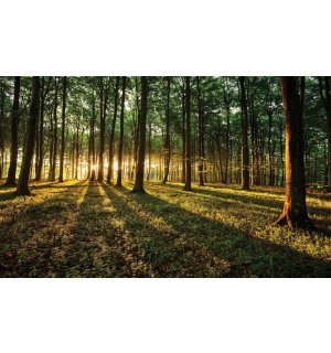 Vlies foto tapeta: Zalazak sunca u šumi - 416x254 cm