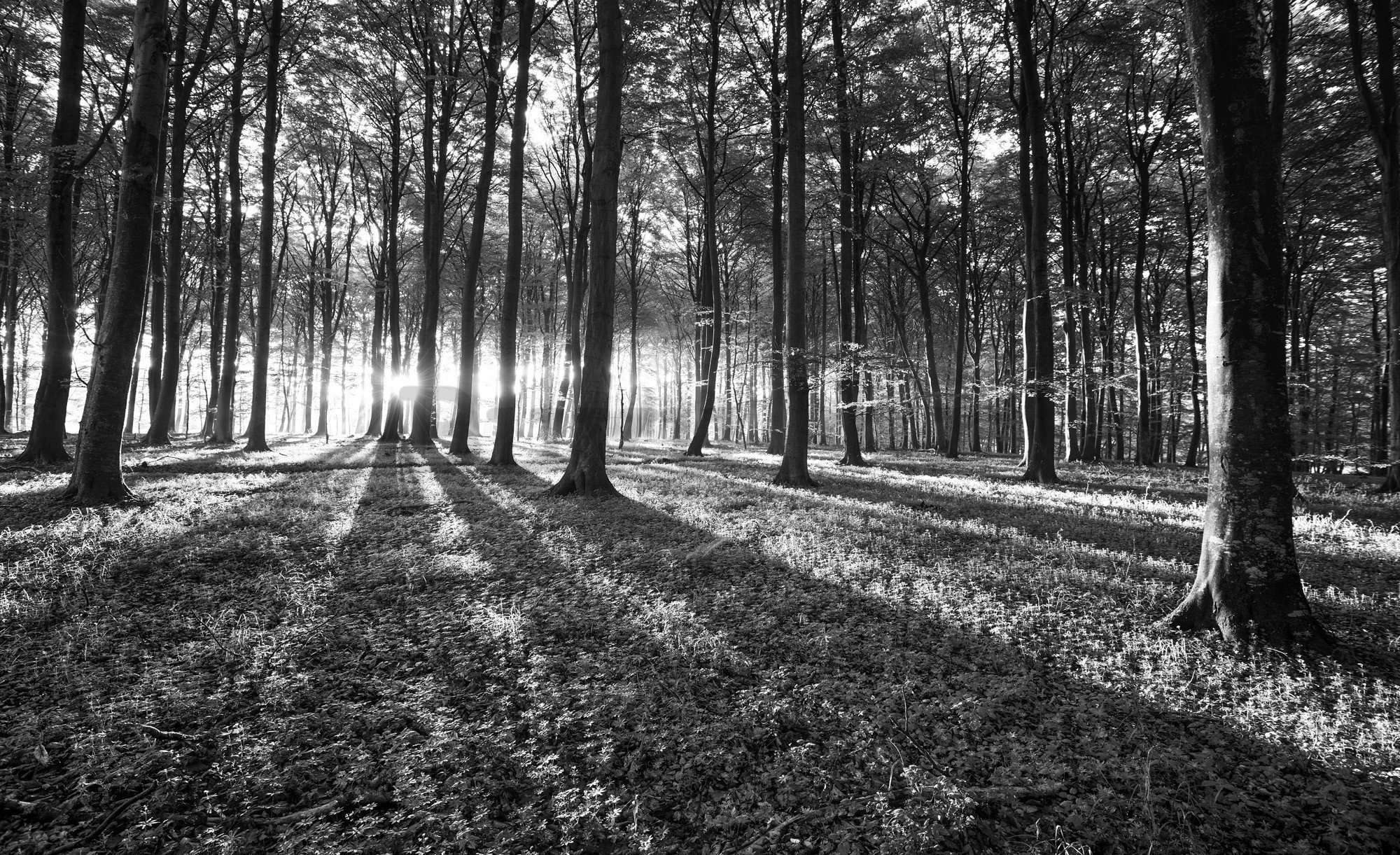 Vlies foto tapeta: Crno-bijela šuma (1) - 416x254 cm