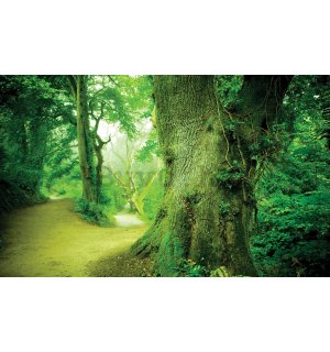 Vlies foto tapeta: Čarobna šuma - 416x254 cm