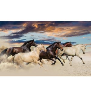 Vlies foto tapeta: Konji (2) - 416x254 cm