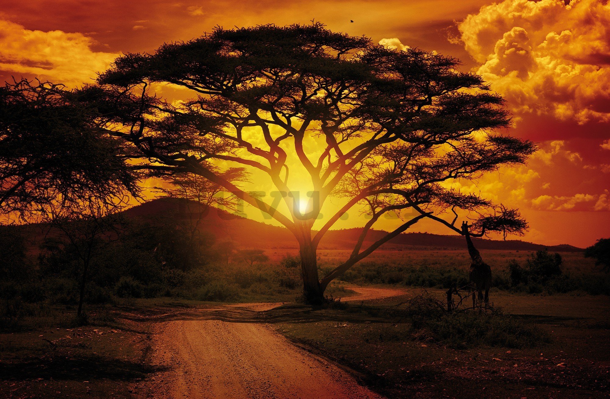 Vlies foto tapeta: Afrički zalazak sunca - 416x254 cm