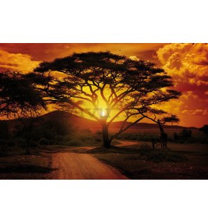 Vlies foto tapeta: Afrički zalazak sunca - 416x254 cm