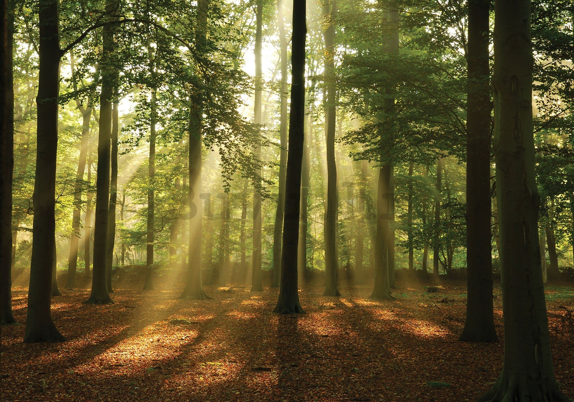 Vlies foto tapeta: Sunce u šumi (4) - 416x254 cm
