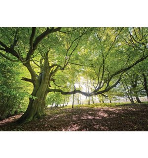 Vlies foto tapeta: Sunce u šumi (5) - 416x254 cm