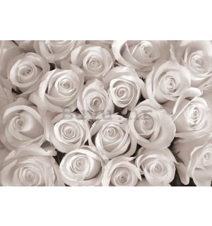 Vlies foto tapeta: Bijela ruža - 416x254 cm